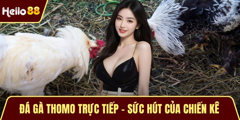 Đá Gà Thomo Trực Tiếp - Sức Hút Của Chiến Kê Từ Campuchia