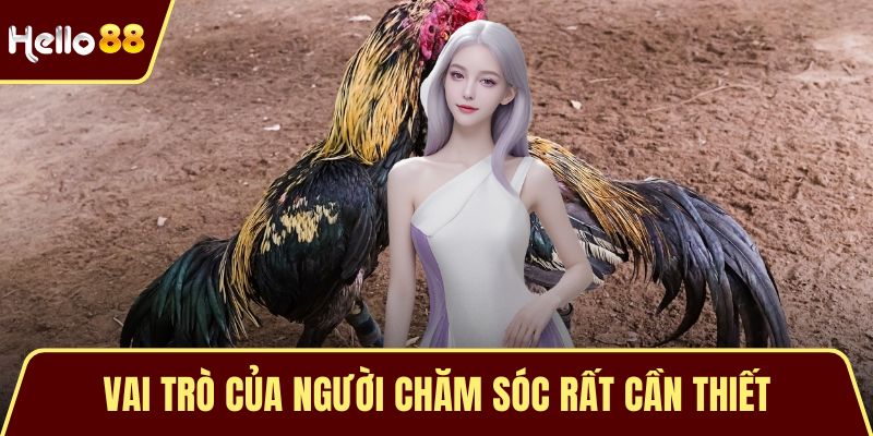 Đá Gà Cựa Sắt – Nghệ Thuật Đỉnh Cao Của Chiến Kê Bất Bại Vai trò của người chăm sóc rất cần thiết