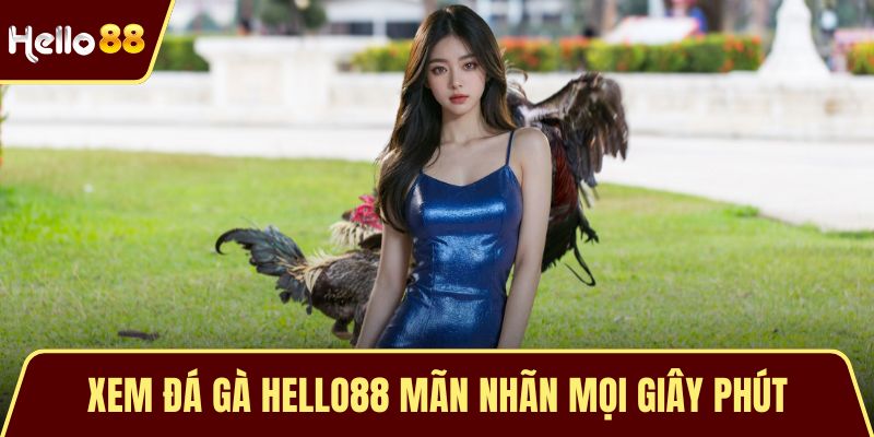 Xem đá gà HELLO88 mãn nhãn mọi giây phút